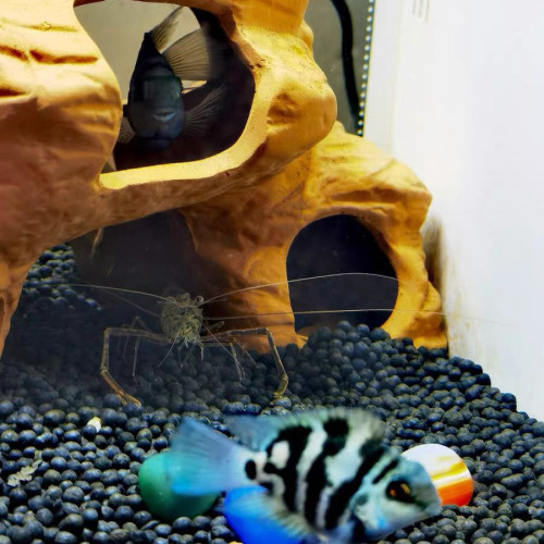魚缸陶罐躲避屋造景活石三湖慈鯛躲避洞繁殖罐水草蝦屋蝦窩蝦瓷罐