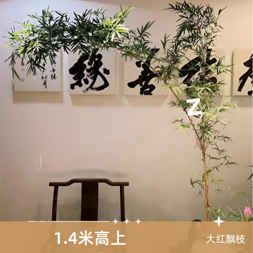 大型觀音竹高桿飄枝好養茶室桌面造景四季盆栽紅竹水培水養客廳