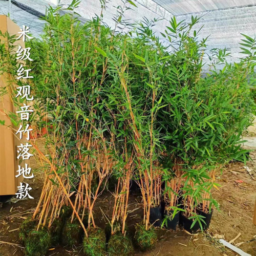 大型觀音竹高桿飄枝好養茶室桌面造景四季盆栽紅竹水培水養客廳