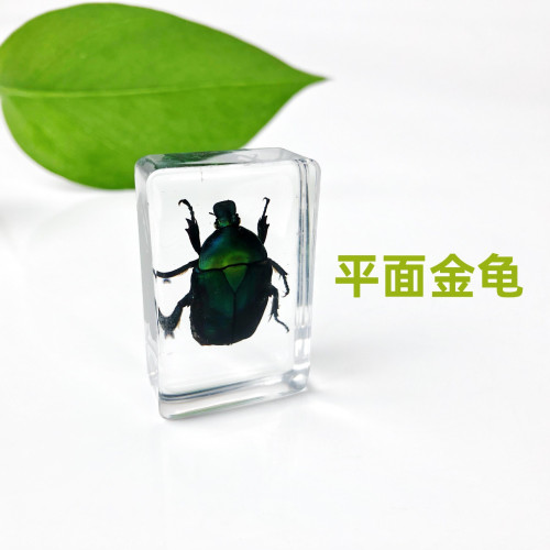 真實崑蟲標本透明樹脂擺件幼兒園教學玩具蜘蛛黑蠍子金蟬蝗蟲動物