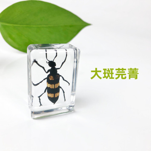 真實崑蟲標本透明樹脂擺件幼兒園教學玩具蜘蛛黑蠍子金蟬蝗蟲動物