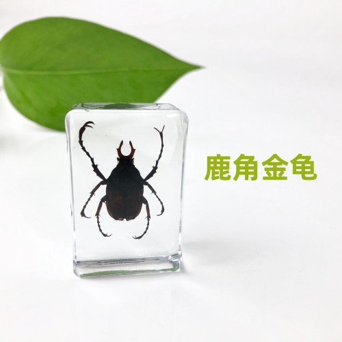 真實崑蟲標本透明樹脂擺件幼兒園教學玩具蜘蛛黑蠍子金蟬蝗蟲動物