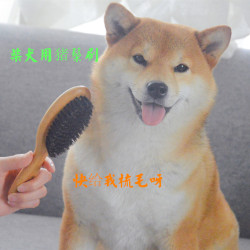Goldpets豬鬃刷短毛清潔日本柴犬